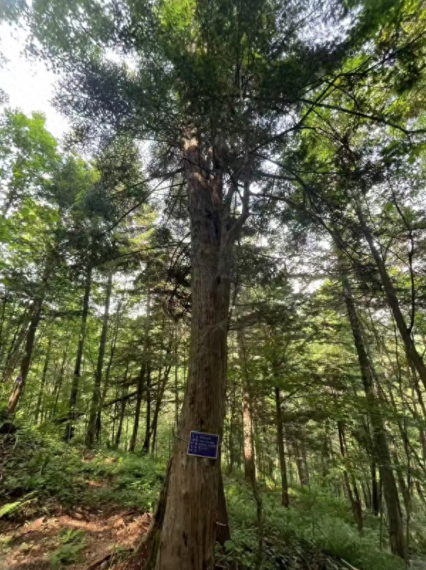 长春师范大学张彦文教授带领团队发现大片东北红豆杉天然群落，成果斐然  第1张