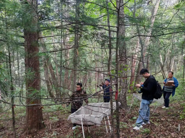 长春师范大学张彦文教授带领团队发现大片东北红豆杉天然群落，成果斐然  第2张