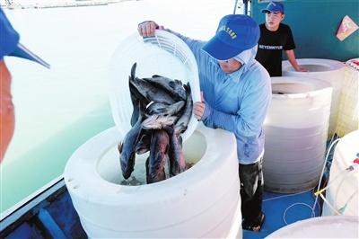 三亚湾西岛附近海域增殖放流，一尾尾成鱼欢快游向大海深处  第1张