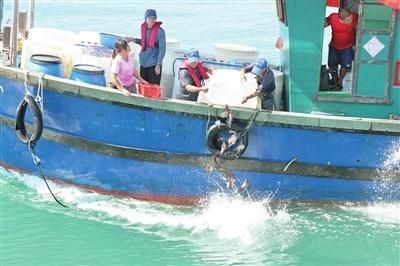 三亚湾西岛附近海域增殖放流，一尾尾成鱼欢快游向大海深处  第2张