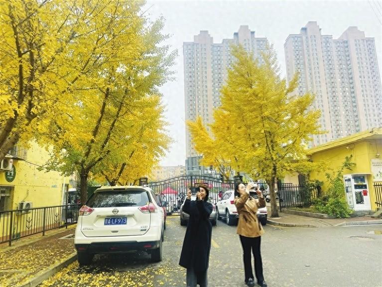 家门口的绝美秋景！银杏黄了，家门口成了热门打卡地
