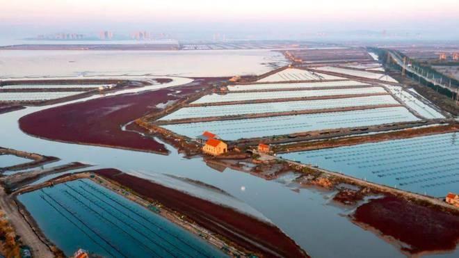 威海退养还湿工程，一年时间让荒凉岸线变身美丽打卡地  第3张