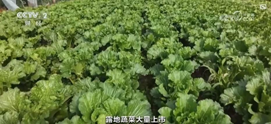 10 月菜价小幅回落，你感受到了吗？  第1张