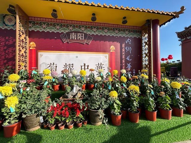 内乡毛华菊竟在开封菊王争霸赛中一举夺魁  第2张