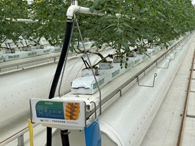 南充这座番茄工厂有多厉害？竟然是中法两国联合实施的国家级项目  第1张