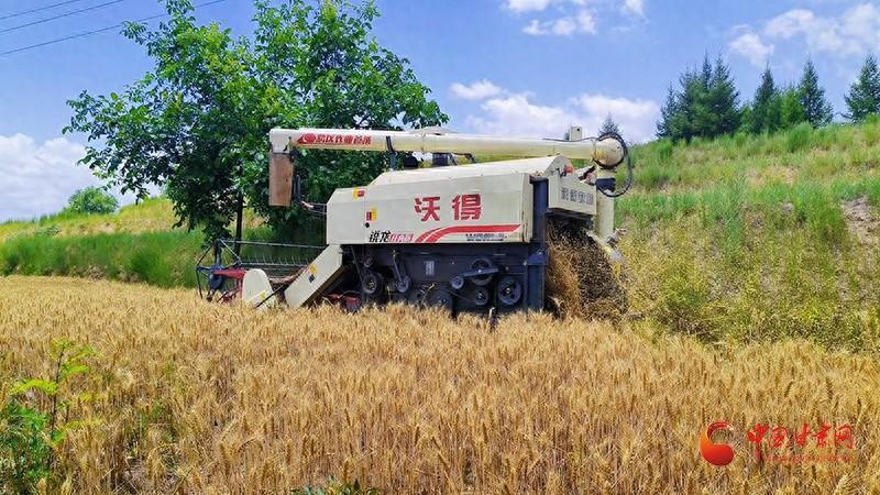 300 多亩荞麦喜获丰收！华亭市砚峡乡奏响乡村振兴新乐章  第1张