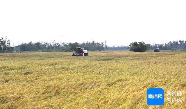 100 多亩撂荒地变良田！海南这个村的水稻大丰收，你见过吗？  第2张