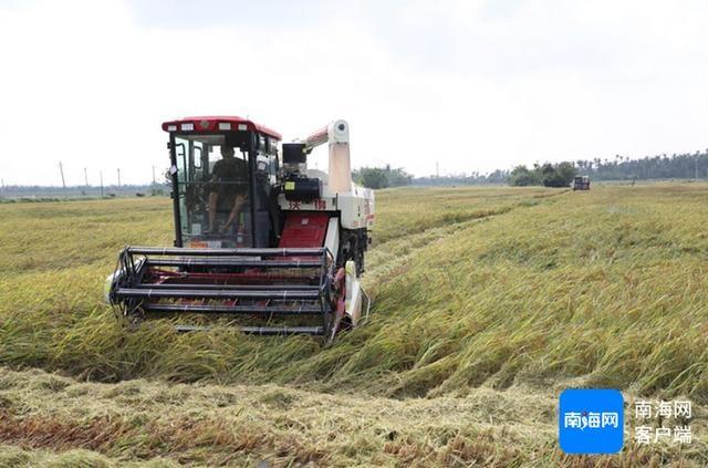 100 多亩撂荒地变良田！海南这个村的水稻大丰收，你见过吗？  第3张