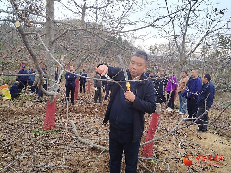 核桃树冬季管护培训到田间，专家指导三分栽，七分管  第2张