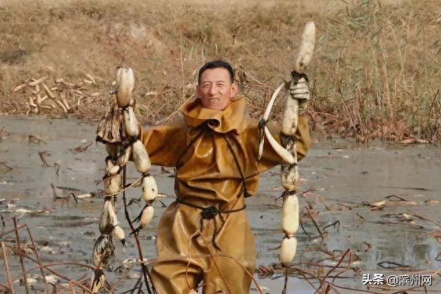 滨州邹平：十里荷塘秋藕丰收，5 万斤鲜藕等你来尝  第1张