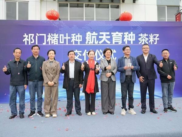 太空遨游 14 天的 1000 克祁门槠叶种茶籽，如今去哪了？  第4张
