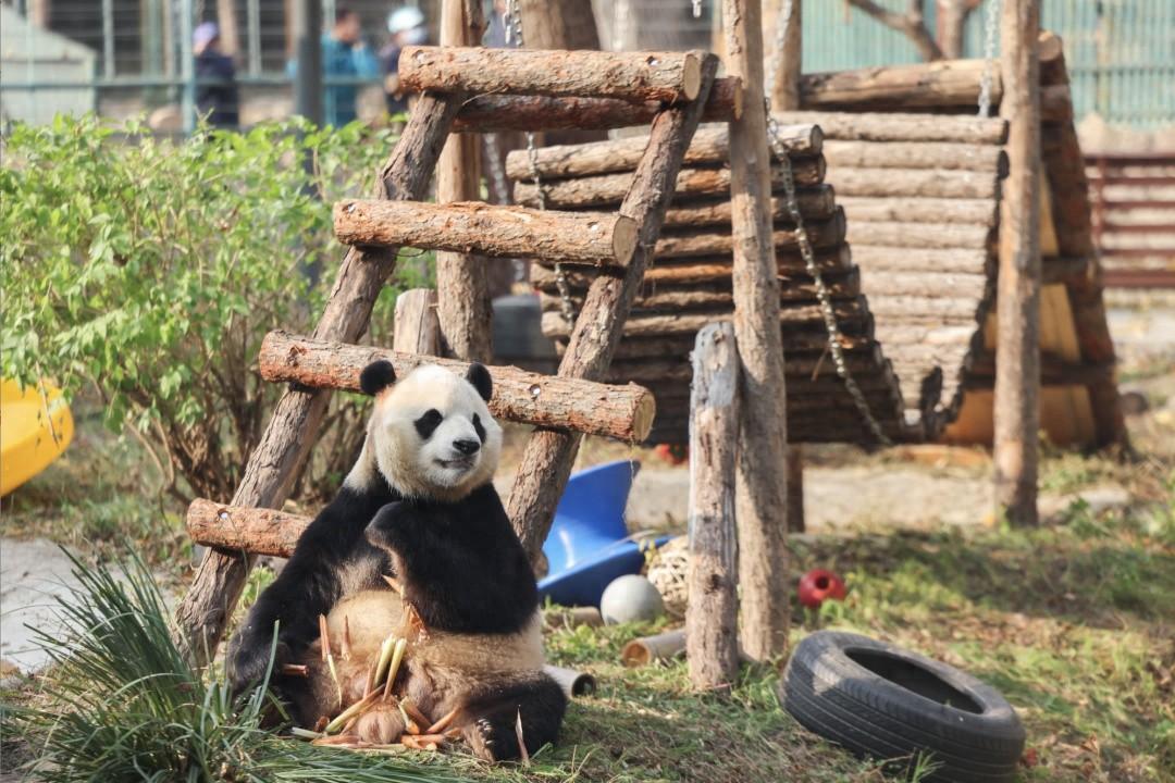 北京动物园大熊猫馆改造完成！丰容设施调整有何门道？快来一探究竟