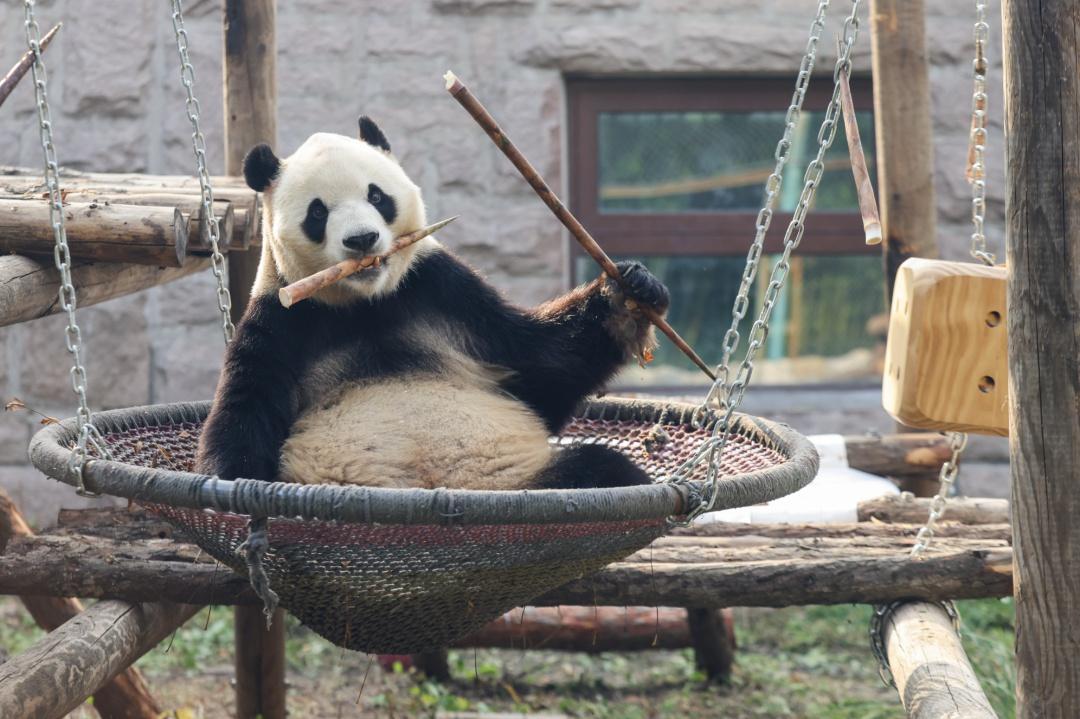 北京动物园大熊猫馆改造完成！丰容设施调整有何门道？快来一探究竟  第3张