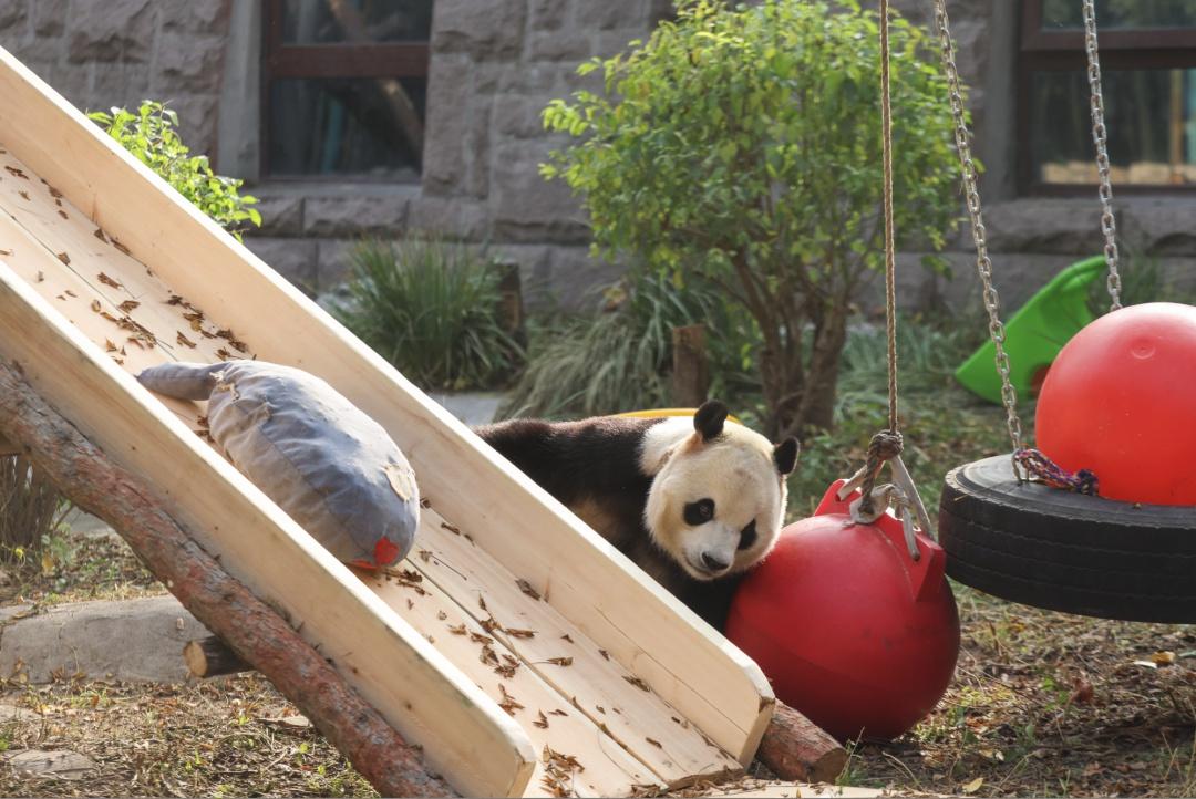 北京动物园大熊猫馆改造完成！丰容设施调整有何门道？快来一探究竟  第4张