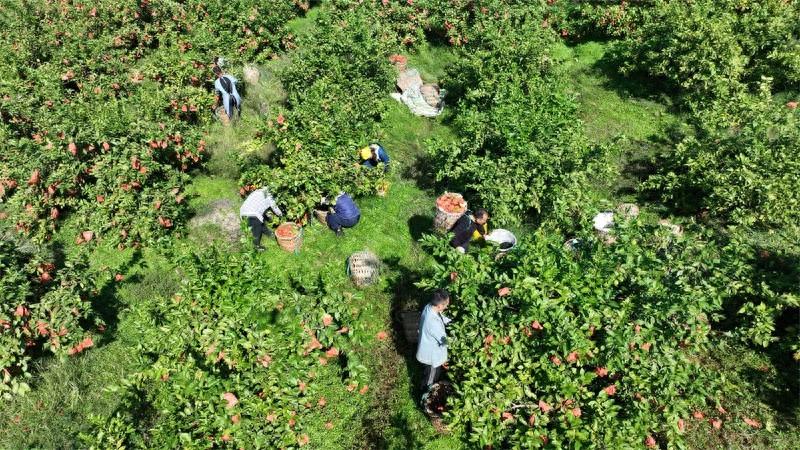 种下酸柠檬，过上甜日子！宣汉县 3000 多亩柠檬喜获丰收，你还不来尝尝？