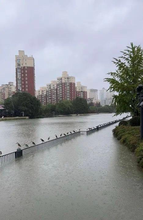 暴雨硬控上海一天！康妮今晚开始远离，周末天气如何？  第4张