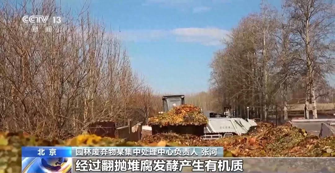 落叶不只是秋的使者，它们还能变废为宝！揭秘北京落叶的神奇用途