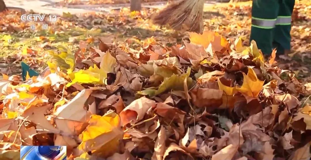 落叶不只是秋的使者，它们还能变废为宝！揭秘北京落叶的神奇用途  第2张