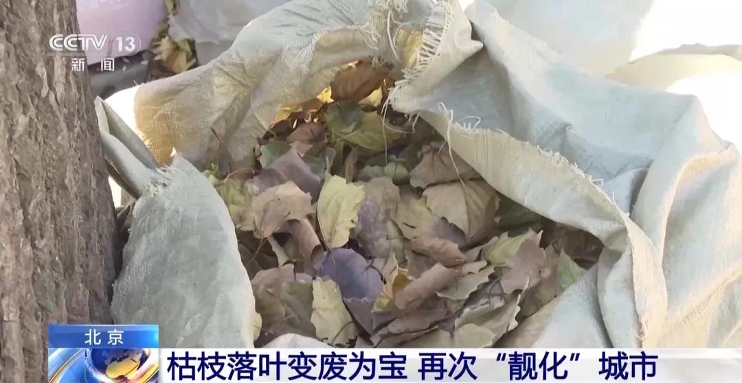 落叶不只是秋的使者，它们还能变废为宝！揭秘北京落叶的神奇用途  第3张