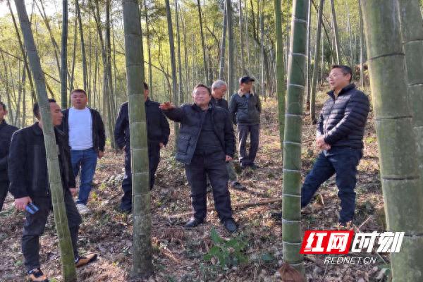 揭秘竹蝗防治：专家手把手教你挖卵块，护林员亲身体验实用技术  第1张