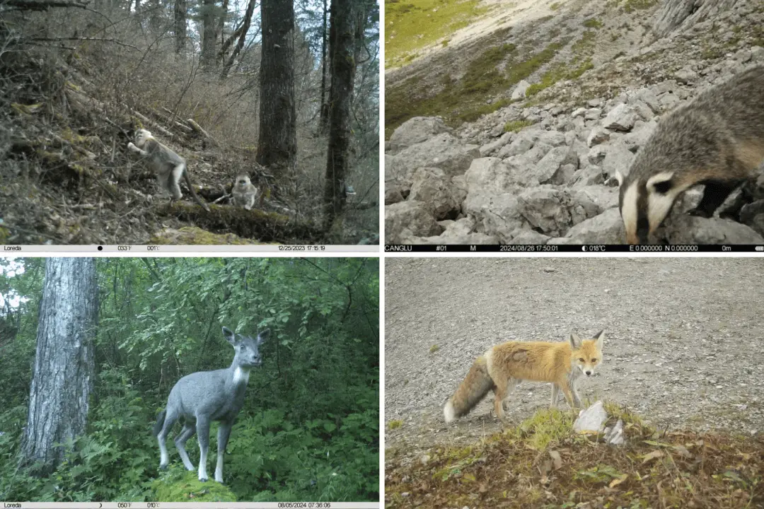 九寨沟惊现神秘荒漠猫，生物多样性再添新成员，你见过吗？  第4张