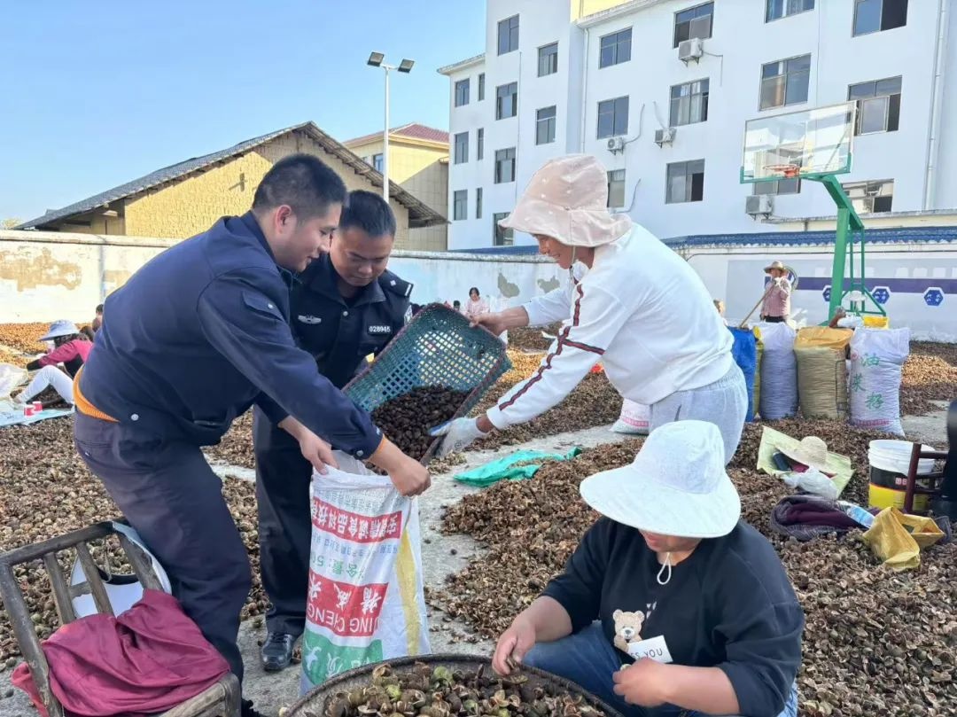 【独家揭秘】800亩油茶丰收背后的辛酸故事，老汉为何愁眉不展？  第4张