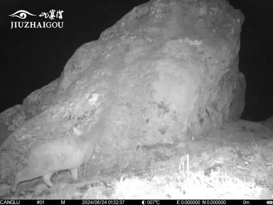 九寨沟惊现神秘荒漠猫，生物多样性再添新成员  第2张