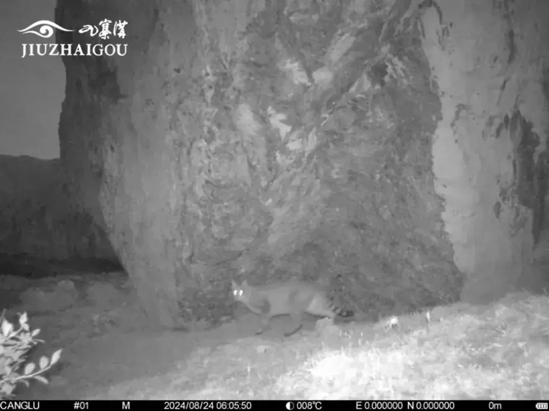 九寨沟惊现神秘荒漠猫，生物多样性再添新成员  第3张