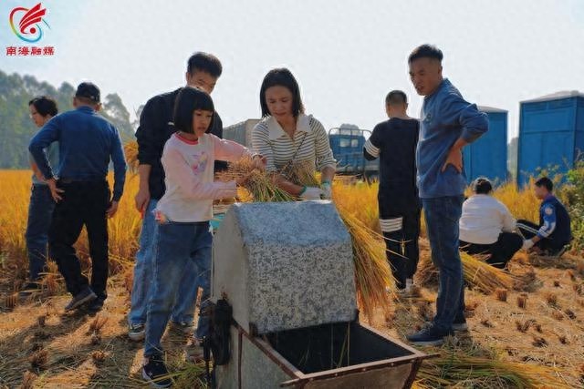 当水稻丰收遇上艺术盛宴，12月1日海心沙见证农耕与创意的完美融合  第1张
