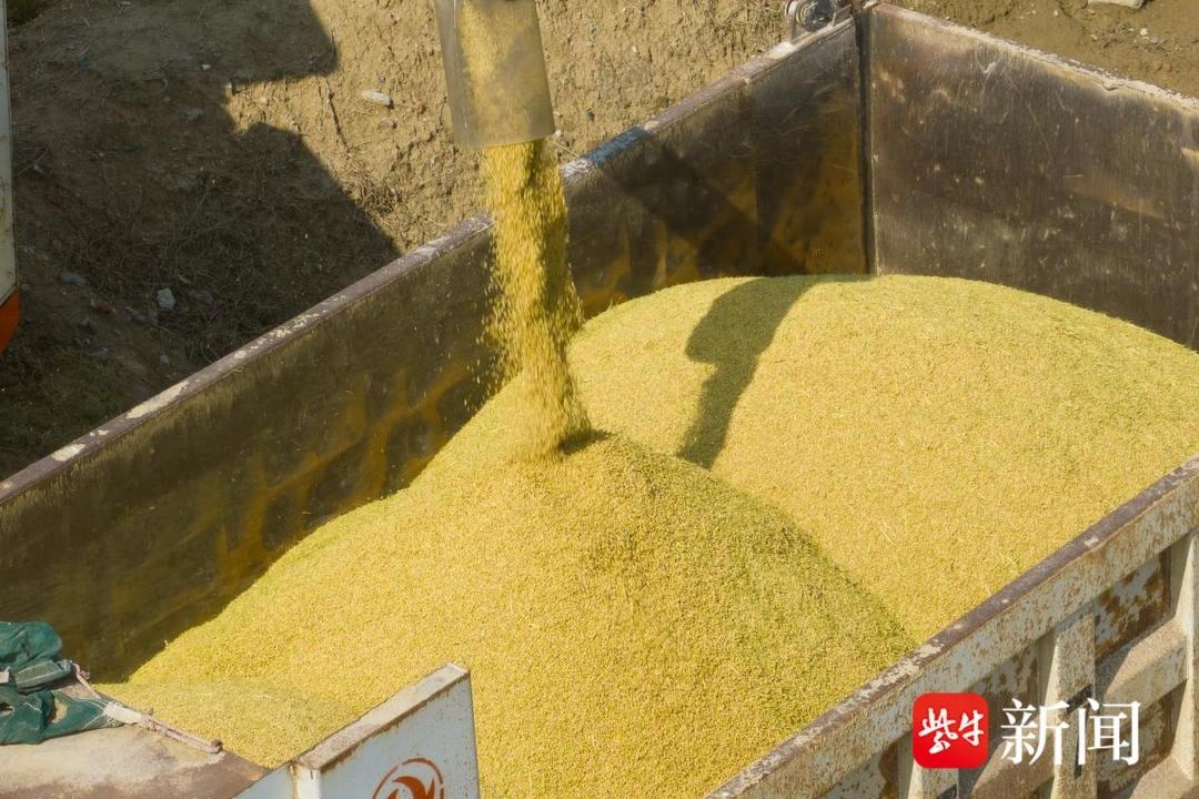 金秋粮辰美景惹人醉，丰味十足秋收忙！苏州相城北桥街道迎来丰收季