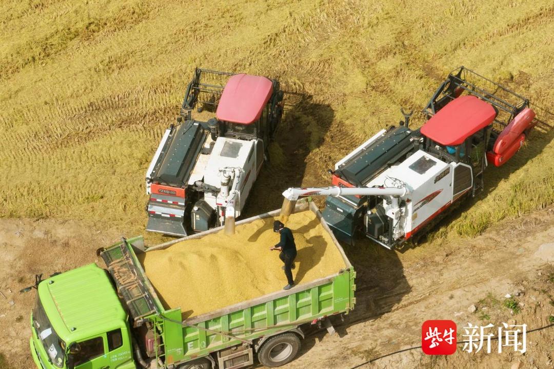 金秋粮辰美景惹人醉，丰味十足秋收忙！苏州相城北桥街道迎来丰收季  第2张