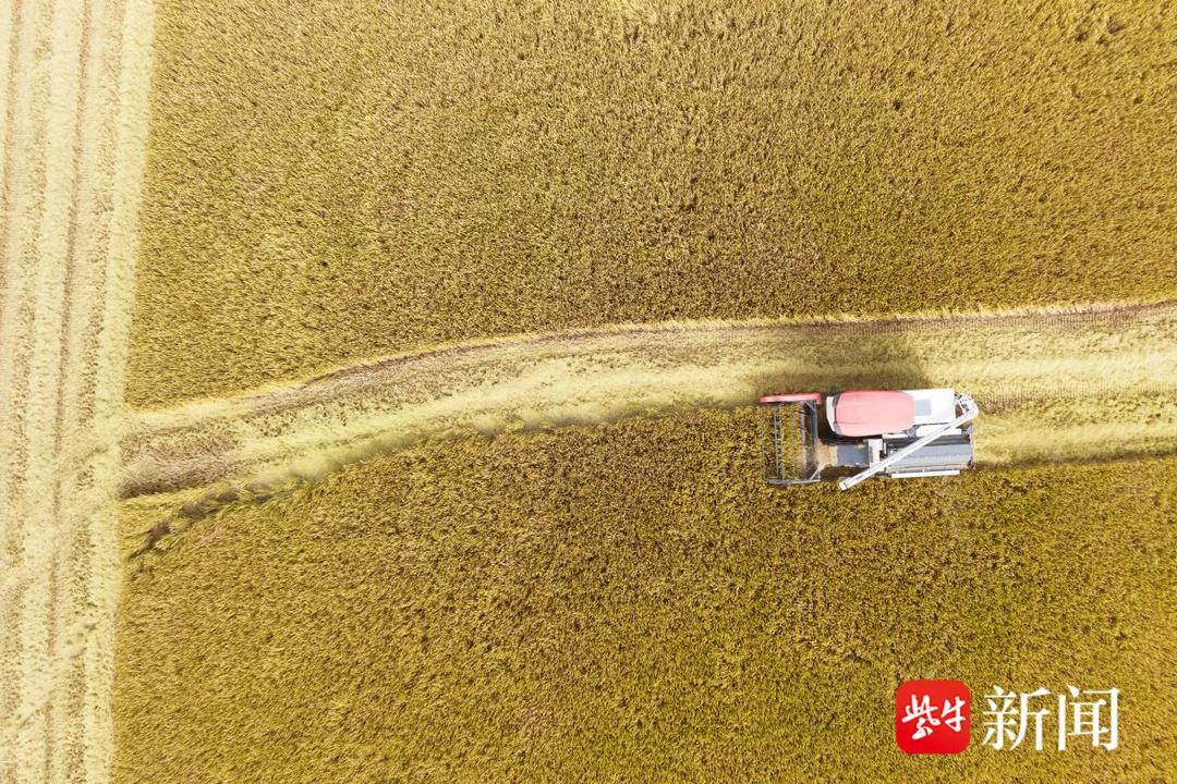 金秋粮辰美景惹人醉，丰味十足秋收忙！苏州相城北桥街道迎来丰收季  第3张