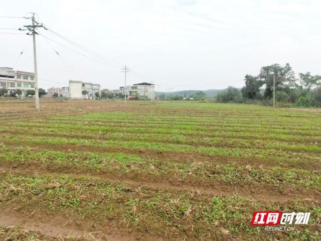 秸秆综合利用和有序管控：守护蓝天，助力高质量发展  第4张