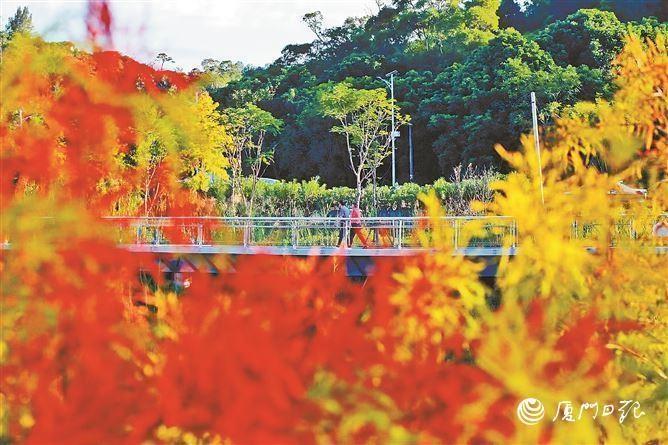 秋意渐浓，台风康妮北上远离，冷空气接棒鹭岛大气舞台  第2张