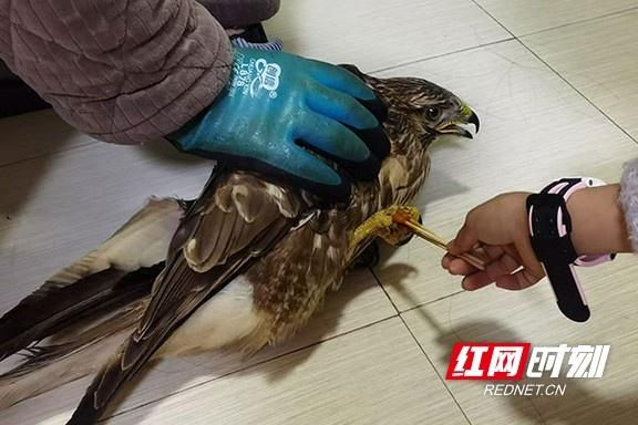 南县惊现国家二级保护动物鸡鹰，翅膀受伤亟待救援  第2张