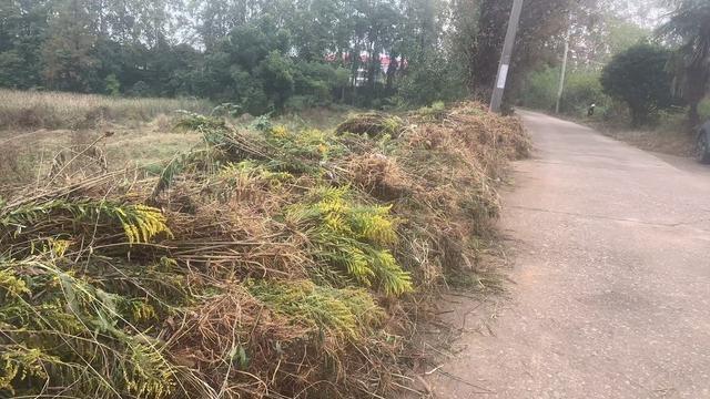 入侵物种加拿大一枝黄花已在武汉出现，你见过吗？  第2张
