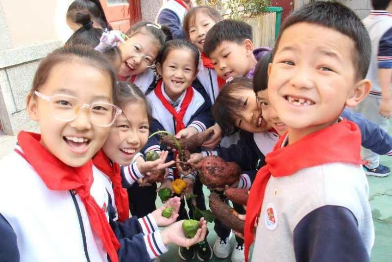 金秋丰收季，养正小学二年级三班田间挖红薯，欢乐无穷  第3张