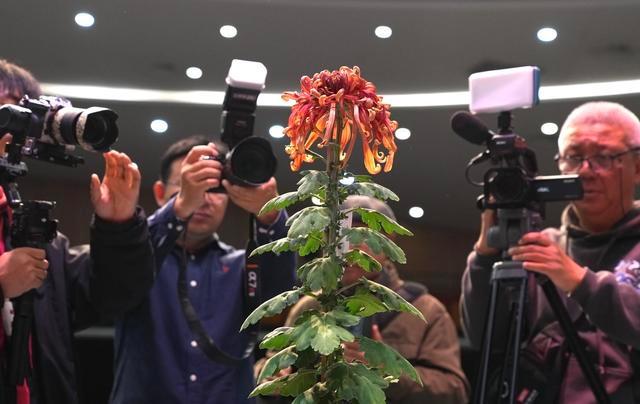 第十五届北京菊花擂台赛菊王诞生，燕山秋色艳压群芳  第3张