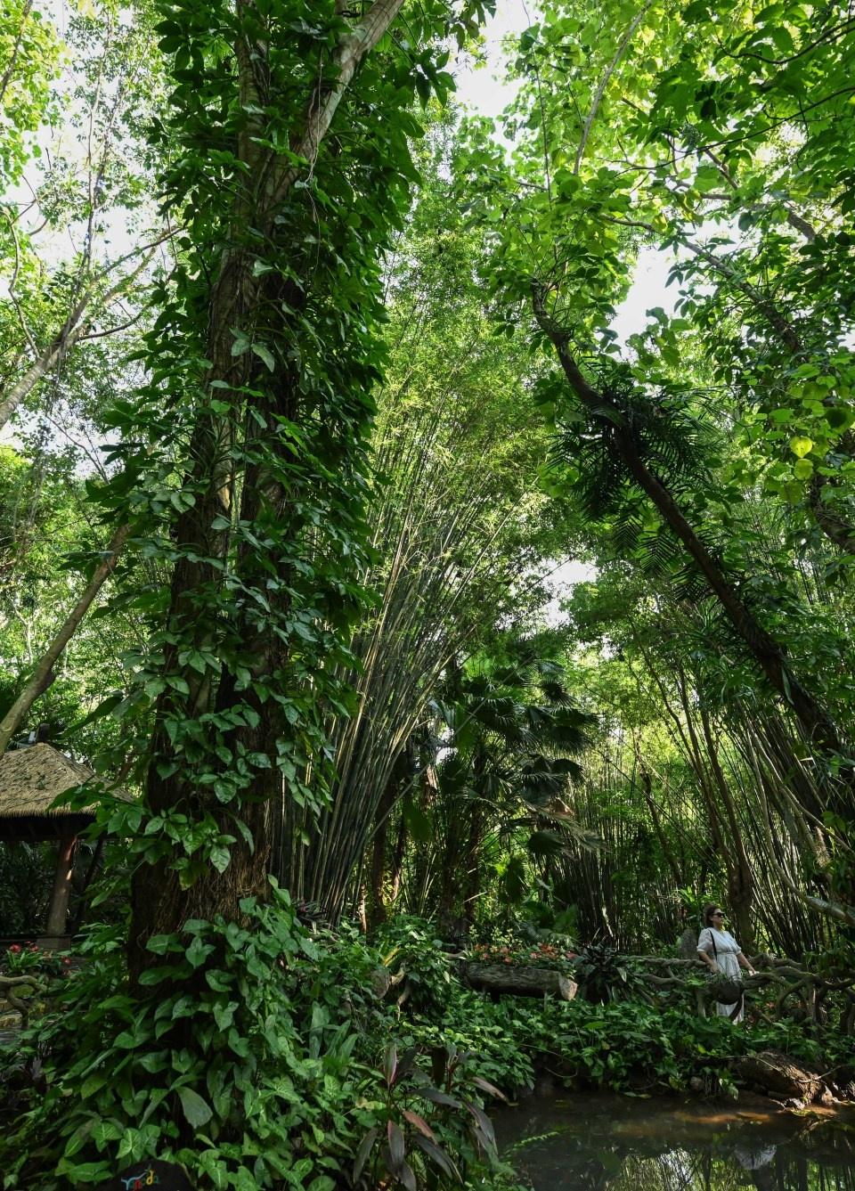 探秘海南保亭呀诺达雨林文化旅游区，领略神奇热带雨林奇观  第4张