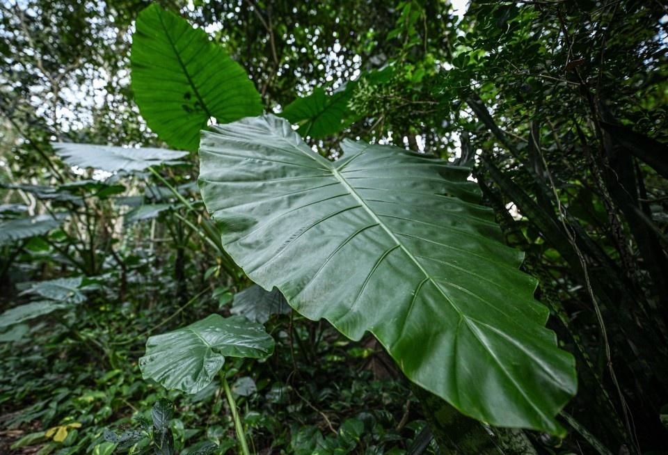 探秘海南保亭呀诺达雨林文化旅游区，领略神奇热带雨林奇观  第5张