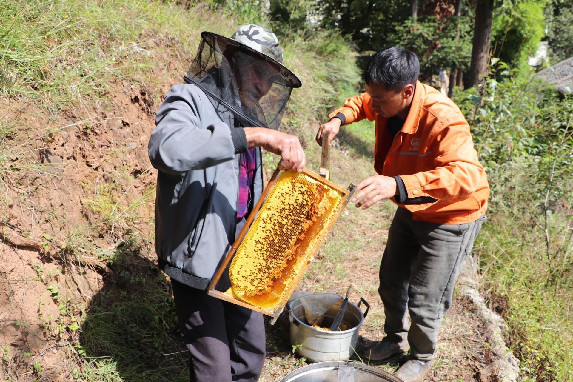 78 岁老人靠捡来的一箱蜂，年入 1.5 万，过上甜日子！你也可以  第1张