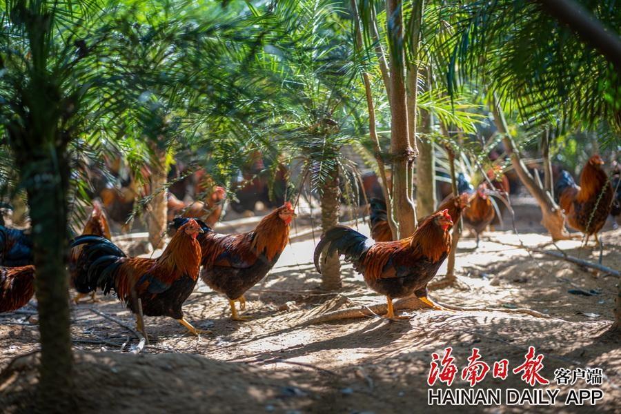 全国农业优异种质资源名单公布，海南儋州鸡等 16 个地方鸡品种入选  第2张