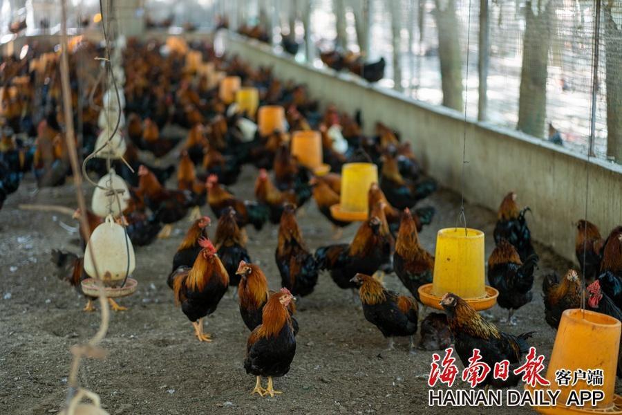 全国农业优异种质资源名单公布，海南儋州鸡等 16 个地方鸡品种入选  第3张