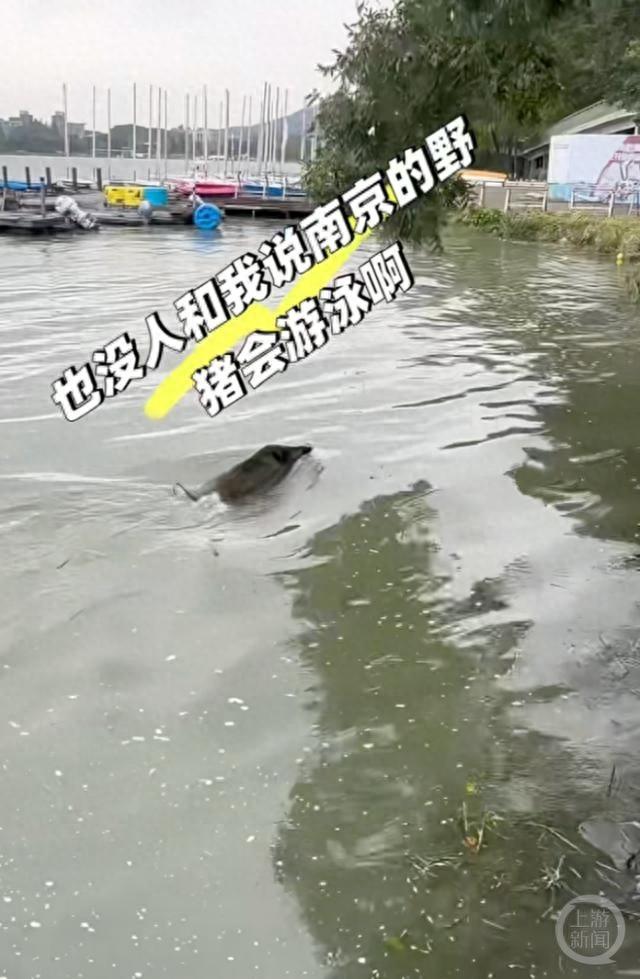 野猪竟在南京玄武湖游泳横渡，引发游客围观热议  第1张