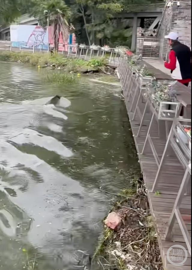 野猪竟在南京玄武湖游泳横渡，引发游客围观热议  第2张