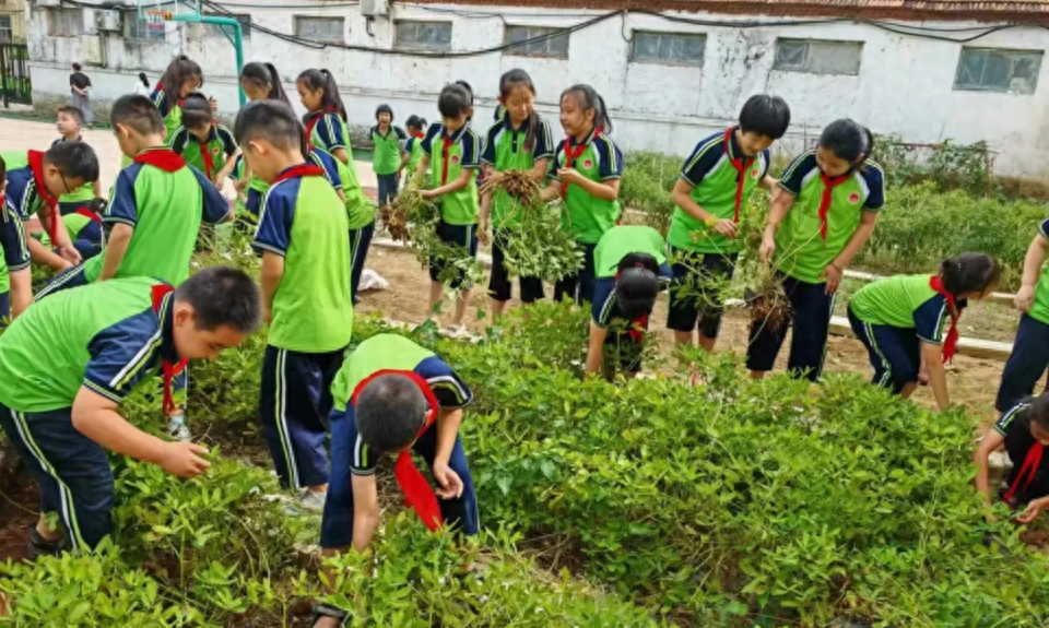 沂南县砖埠镇中心小学开展劳动实践活动，让学生体验丰收的快乐  第1张