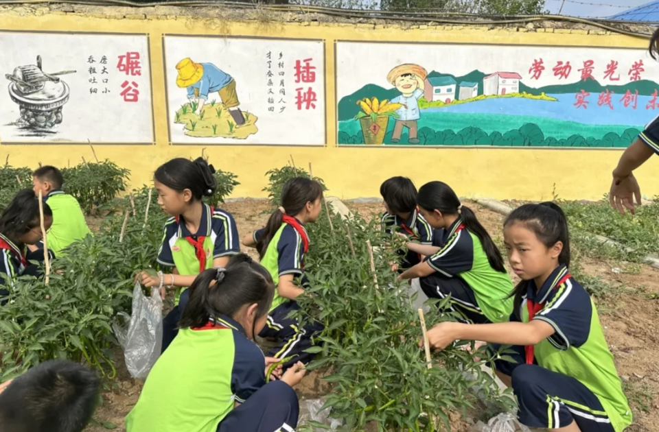 沂南县砖埠镇中心小学开展劳动实践活动，让学生体验丰收的快乐  第3张