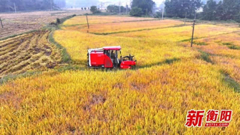秋风送爽稻谷香，衡山晚稻大丰收  第1张