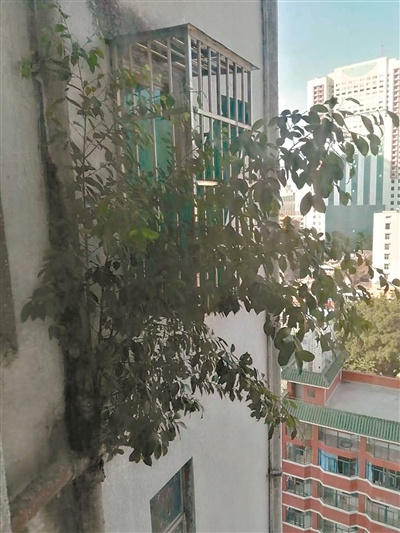 排污管上长树枝，住户惊呼‘爆管’风险！小区安全隐患如何解决？