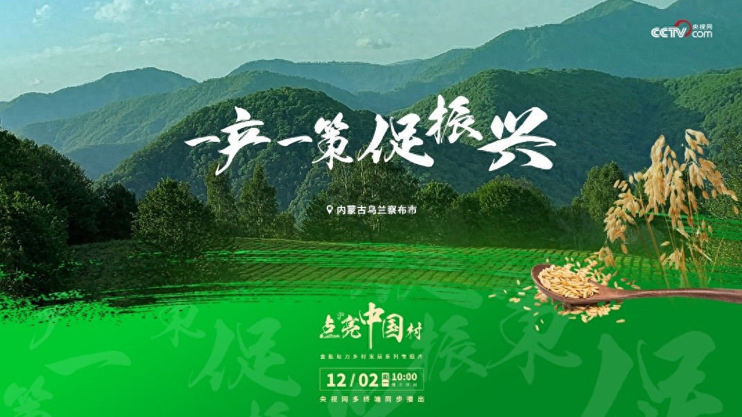 揭秘内蒙古燕麦之都：严酷环境下的黄金产地，央视网带你走进燕麦的金色海洋